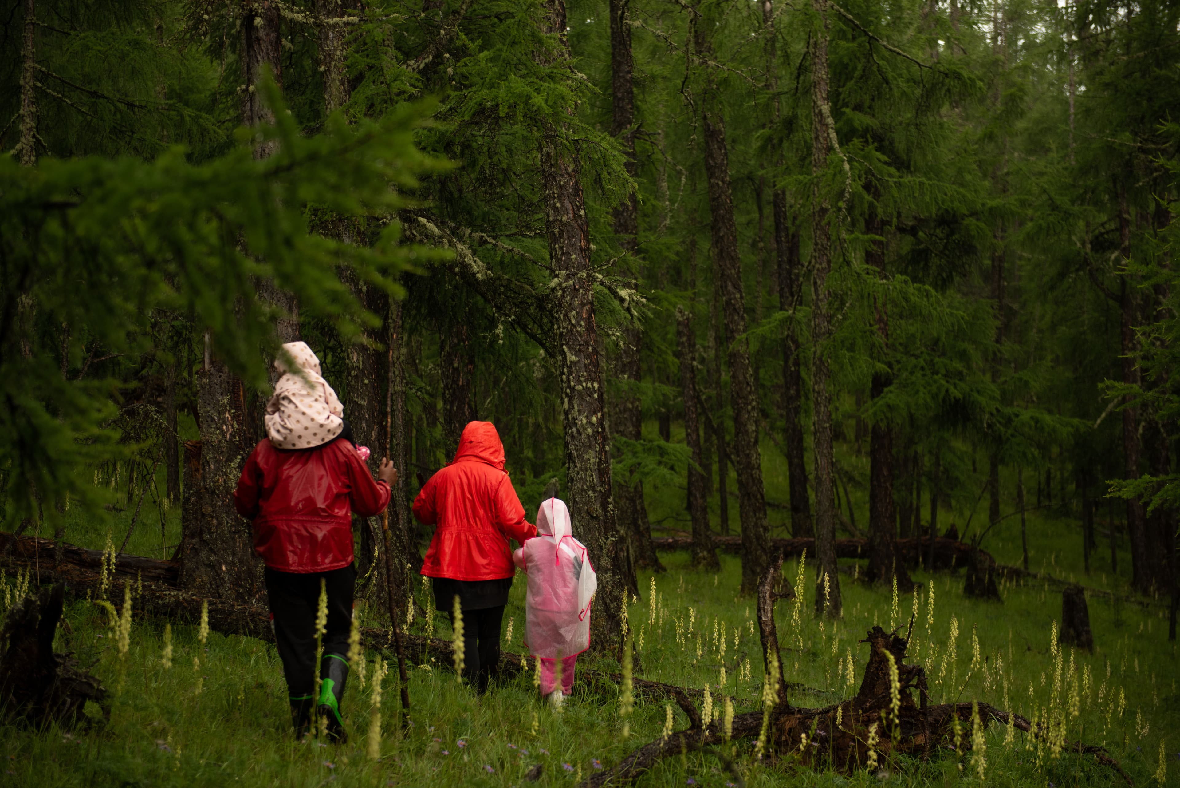 Guests walking through the deep green taiga forest near the Mergen Peninsula.